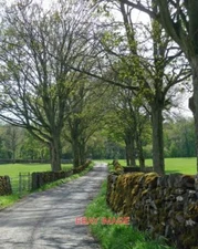 PHOTO  WINTERBURN LANE NEAR ESHTON (2) THE ROAD HERE IS LINED WITH SYCAMORES. 20