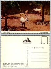 Los Angeles Zoo Arabian Oryx Vintage Postcard Mike Roberts Eyerman Unposted