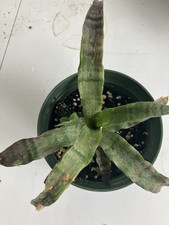 CRYPTANTHUS ERUPTION EARTH STAR BROMELIAD HOUSEPLANT