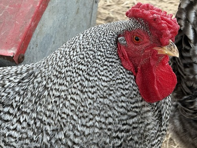 #ad 8 Dominique Chicken Hatching Eggs Heritage Breed IT SPRING HATCHING EGGS $35.00