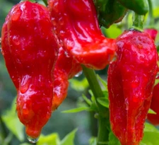 GHOST PEPPER SEEDS 40+ Bhut Jolokia SUPER HOT PEPPER vegetable garden NON-GMO