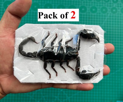 #ad 2 Real Scorpion Beetles Insect Taxidermy Dead Oddities Wholesale Insects Art $26.55