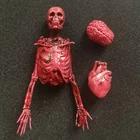 Miniatures 1:12 Scale Dollhouse Heart Skeleton Action Figure Laboratory Scene