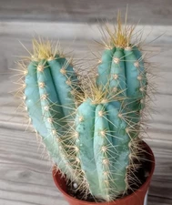 Pilosocereus Blue Columnar Multi Stems