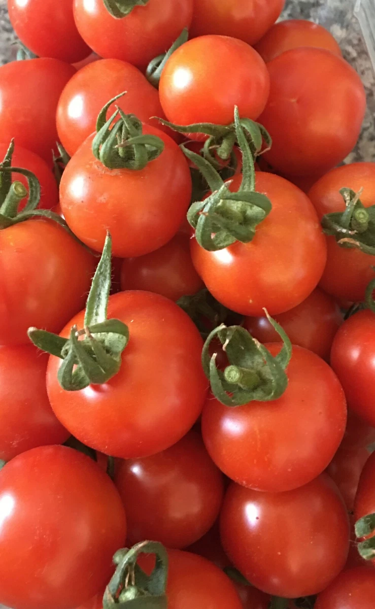 10+ Color Tomato Red