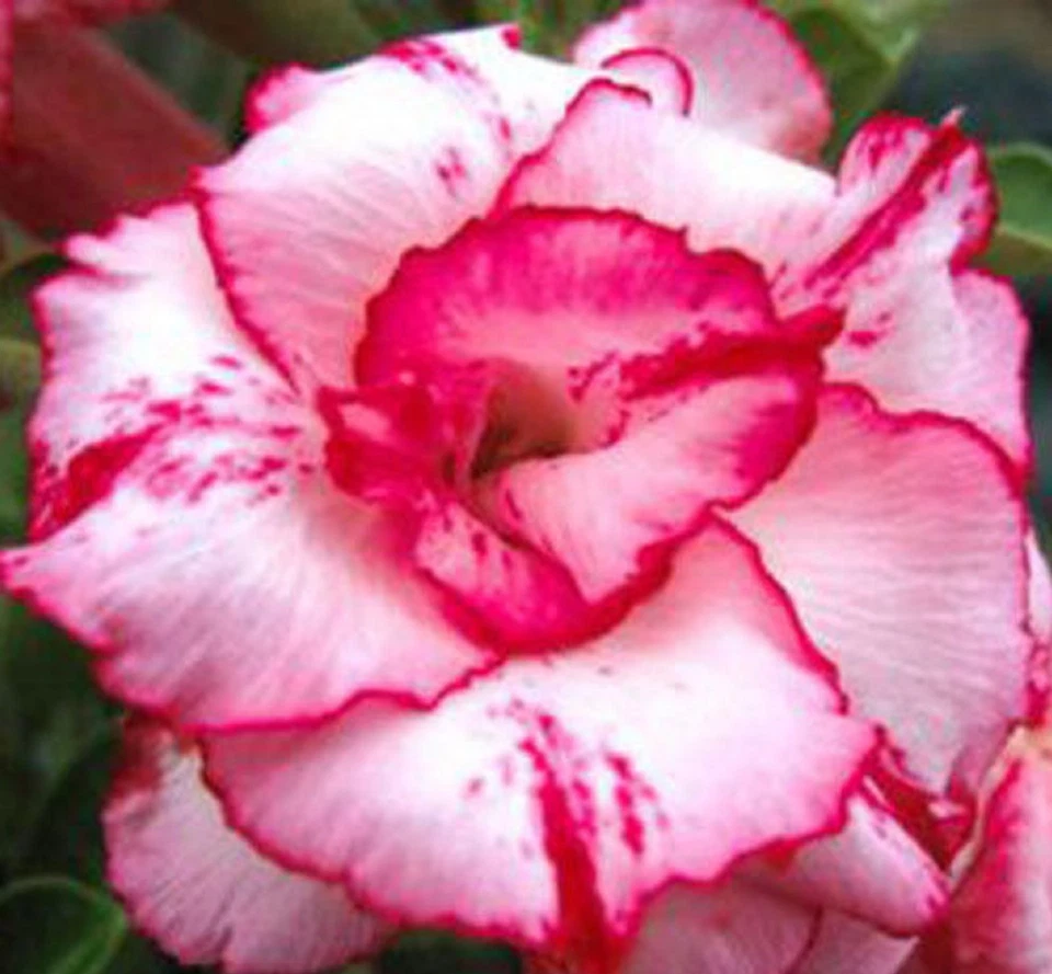 4 graines de LIS DES IMPALAS ROSE(Adenium Obesum LADY GAGA)K33 IMPALA LILY SEEDS