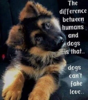 Inspirational German Shepherd dog refrigerator magnet    3 1/2 '' x 4 1/2 ''