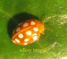 Photo 6x4 Orange ladybird A ladybird beetle about 5mm long with rather a  c2007