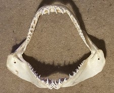 Genuine Mako Shark Jaws - 32cm