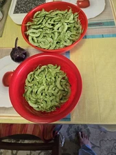 Indian Seed Surti Papdi -Lablab Bean-30 Count–Heirloom Bush Variety – Dasi Papdi