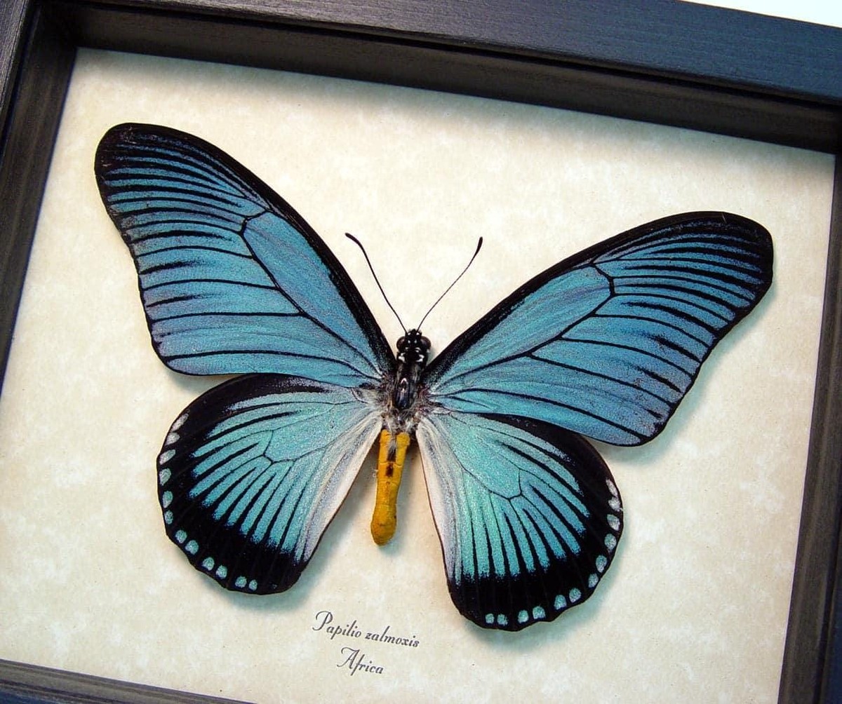 Framed Blue African Butterfly Papilio zalmoxis Taxidermy Display