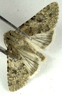 Euxoa comosa T837 Hairy Euxoa Moth Noctuidae Saskatchewan