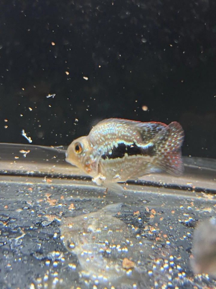 Crystal Parrot cichlid 2-3” - Image 2 of 4