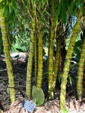 50 Dwarf Buddah Belly Bamboo Seeds Privacy Plant Garden Clumping Shade Screen