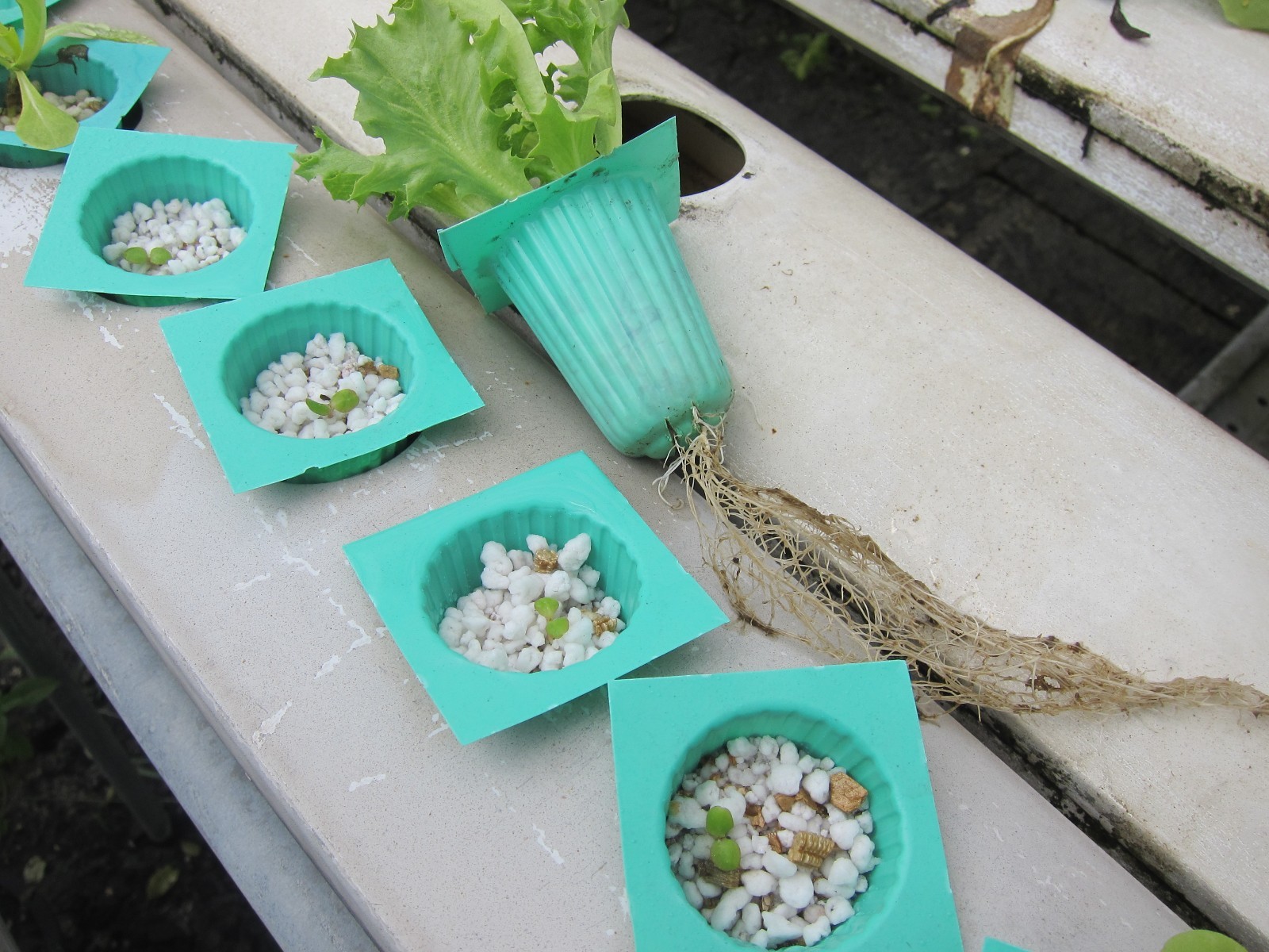 Hydroponic Store