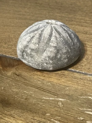 Hermosa galleta de mar fósil equinoide cretácico Holden Beach NC Foto 1 de 4