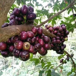 Gowok fruit tree (Syzygium polycephalum) - 3 germinated seeds - Bild 1 von 6