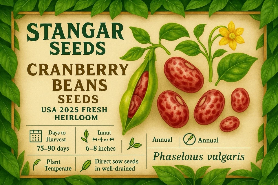 30+ Cranberry Beans Seeds Heirloom Non GMO 100% Organic Free Shipping - Image 1 of 1