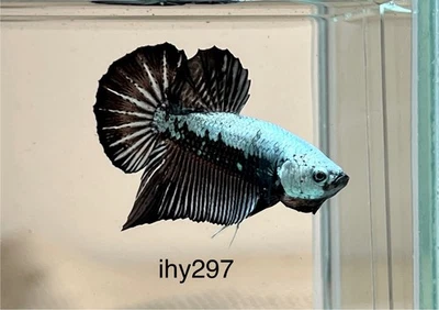 LiVe BeTtA FisH HMPK **BlaCK SaMuRai** {Imported Male} ~ (ihy297) - Image 1 of 4