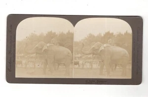 Stereoskopie An Indian Homestead / Elefant / Indien - Picture 1 of 2
