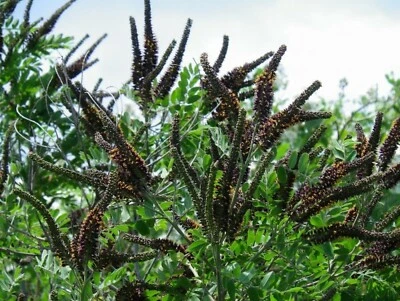 False Indigo bush (Amorpha fruticosa) 1-2 year old River-locust indigobush
