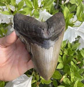 6.46” MONSTER SIZED MEGALODON SHARK TOOTH (CLOSE TO MAX SIZE) S. CAROLINA - Picture 1 of 8