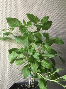 ⚕️ Withania somnifera (Ashwagandha, Schlafbeere, Indischer Ginseng) ORANGE, 20+ - Bild 1 von 5