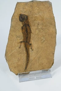 Salamandre fossile Apateon Pedestris Permien Palatinat Rhenan Allemagne n1 - Picture 1 of 5