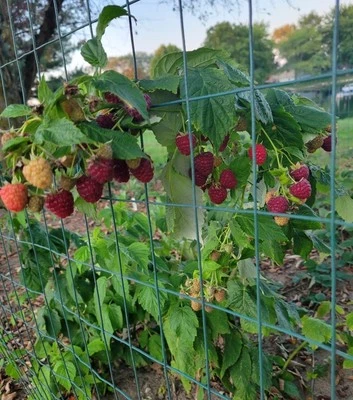 3 THORNLESS Joan J Raspberry Plant Buy 3 Get 1 FREE! Medicinal Plant  - Image 1 of 4