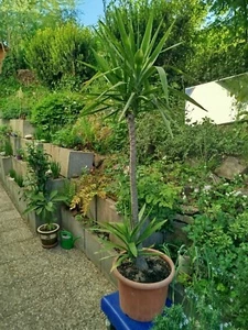 yucca palme zimmerpflanze in großem Topf, 170cm hoch - Bild 1 von 3