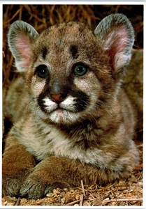 1980 Cougar Cub North American Wildlife Life Like Photo Art Postcard - Picture 1 of 2