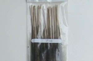 20 Pine Incense Sticks Handrolled In Mexico Long Duration 1.5 hours - Picture 1 of 3