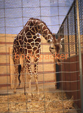 Altes orig. Foto-Dia/Vintage slide: WEST-BERLIN 1989 | Giraffe im Zoo
