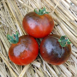 Tomate Blue Streak 5+ semillas - semillas - azul ¡RAREZA! P 022 - Imagen 1 de 1
