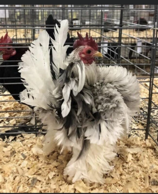 6 + 3 SQ Fresh Serama Hatching Eggs Splash Blue Black Chocolate Mottled! NPIP