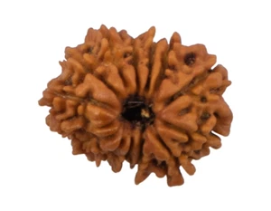 14 Mukhi Rudraksha/Fourteen face Rudraksha - Nepal Bead (23.63 mm) - Picture 1 of 4