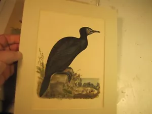 Litografia XIX secolo rimossa da Jacob Henry Studers Birds of North America - Foto 1 di 4