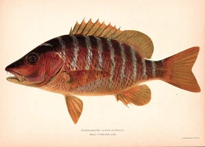 Circa 1900 Schoolmaster Fish COLOR CROMOLITOGRAFÍA 7" X 10" PR - Imagen 1 de 2