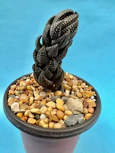 Haworthia reinwardii in 3" pot - Picture 1 of 2