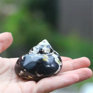 1 Piece Natural Conch Black Turban Shell Seashell Fish Tank Ornament Decor 5-6cm - Picture 1 of 5
