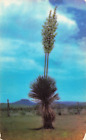 Postcard Yucca Plant West Texas
