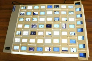 Dias Vögel1 Boca Grande Little Gasparilla Florida Natur Nachlass Bilder ZG - Bild 1 von 10