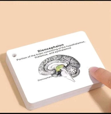 人脑解剖口袋大小卡医学护理考试神经科学  — 第 1/4 张图片