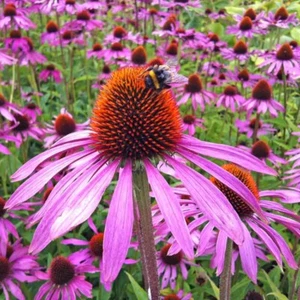 20 x ECHINACEA SEEDS-PURPLE CONE FLOWER-LAVENDER FLOWERS-MEDICINAL GARDEN PLANT - Picture 1 of 18