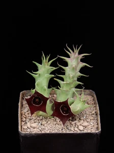 Huernia oculata Hybrid - Imagen 1 de 3