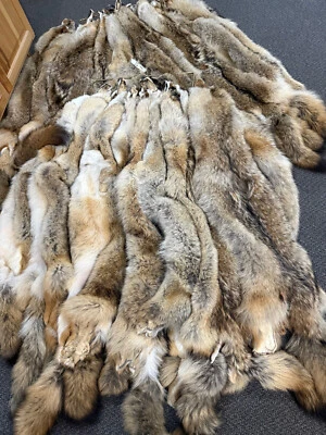 Eastern Coyote Fur, Tanned Pelt, Quality Hides, XXL Size, Craft, Leather, Sewing - Image 1 of 3