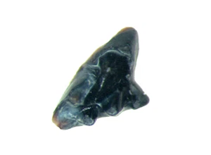 Kreide Hell Creek Säugetier Zahn Fossil Alphadon Marshi Oberer Backenzahn #2 - Bild 1 von 3