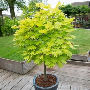 YouGarden - Japanese Maple Tree, Acer Shirasawanum 'Jordan' in a 3L Pot 40-50cm - Picture 1 of 7