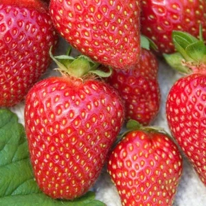 Allstar Junebearing Strawberry Plant (Lot Of 25 Plants) - Picture 1 of 2
