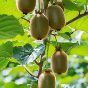 Seebs per piante da frutto kiwi ad alta germinazione (25 setacci) spedizione gratuita - Foto 1 di 4